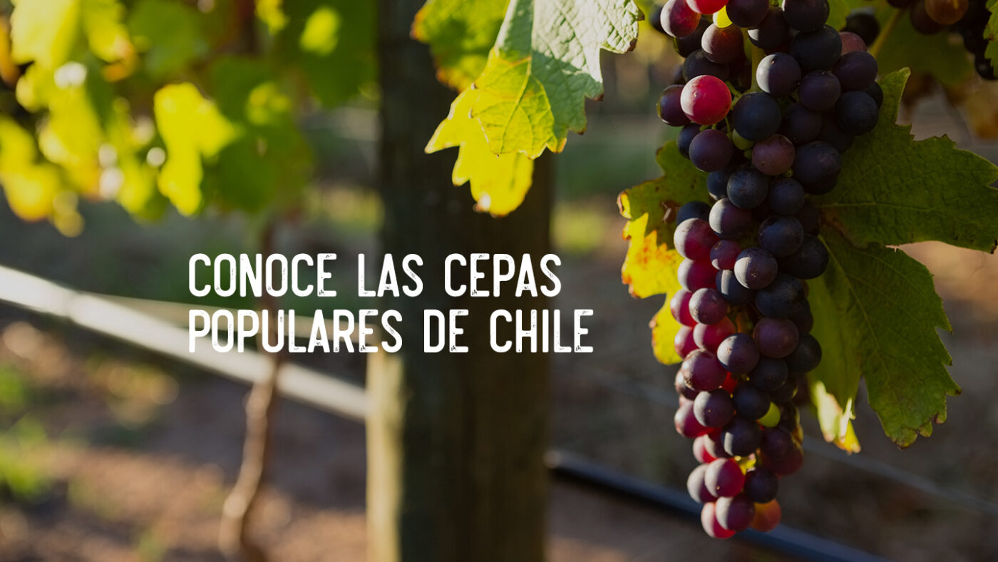 diferencias-entre-cepas